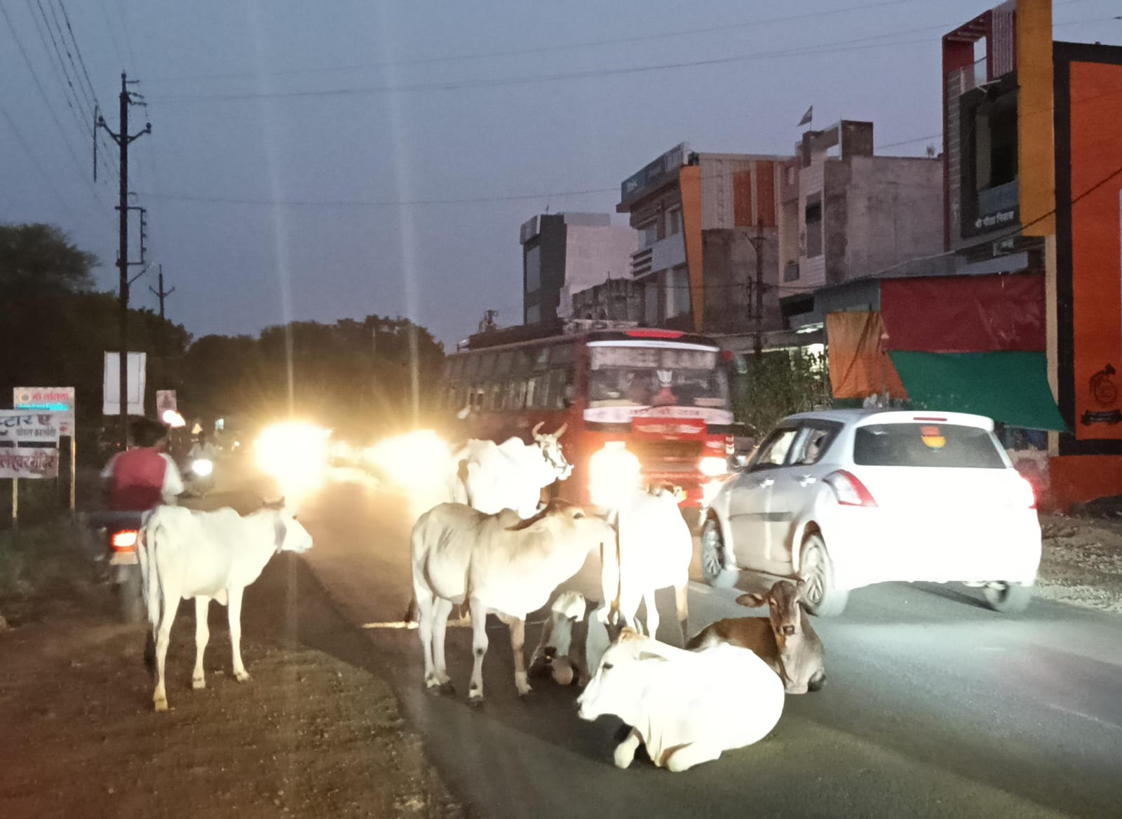 सड़क पर गौवंश का जमावड़ा.....  जिला कलेक्टर के निर्देश के बावजूद नहीं निकला स्थाई समाधान