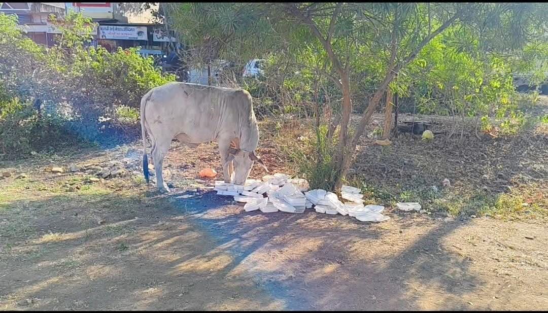 सांसद खेल महोत्सव के दौरान दिए बासी भोजन के पैकेट........  400 बच्चों ने बदबूदार खाने के फेंक दिए पैकेट